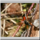 Tanyptera atrata - Holzschnake 01.jpg